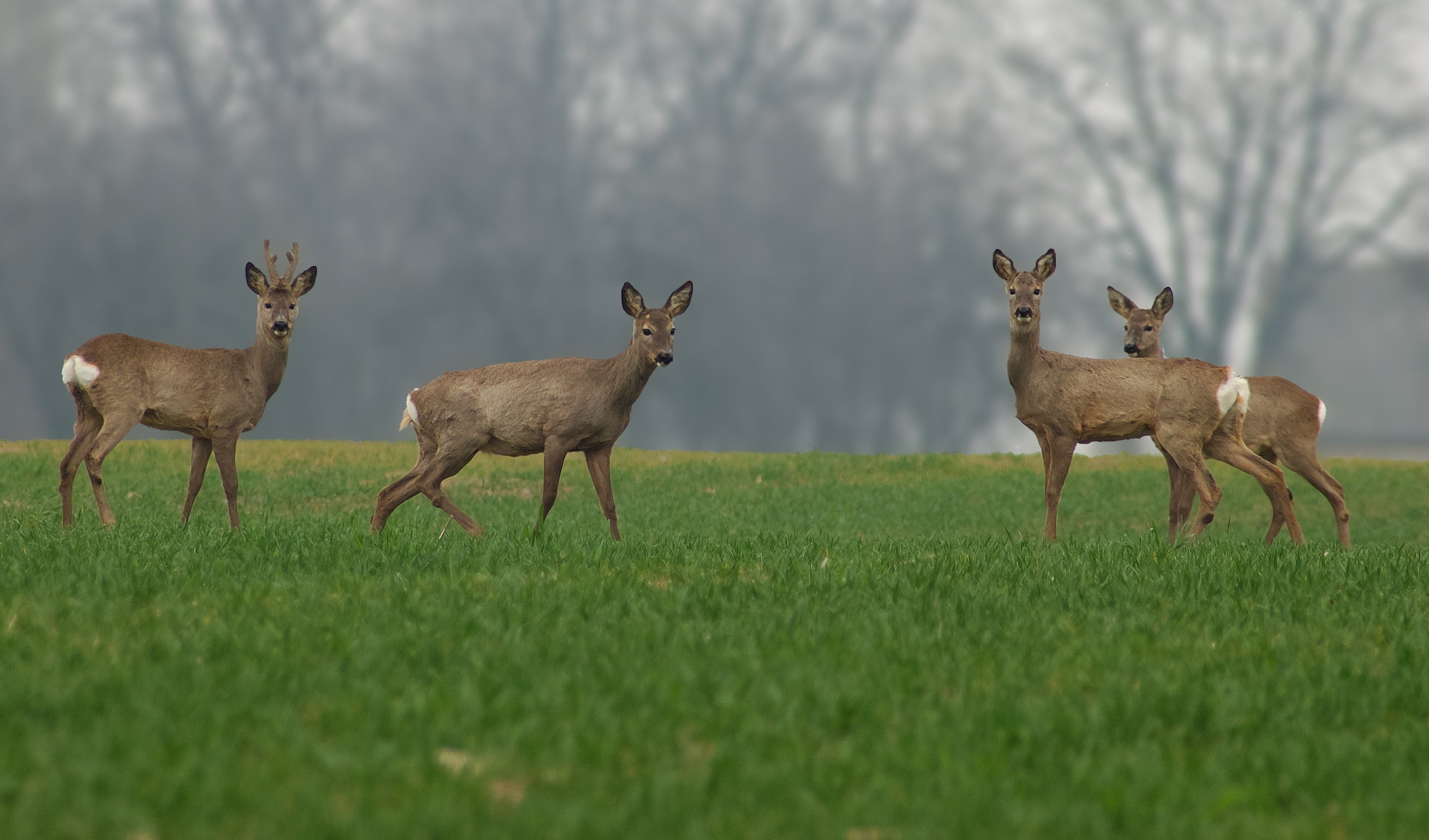 Are Small Food Plots Worth It?