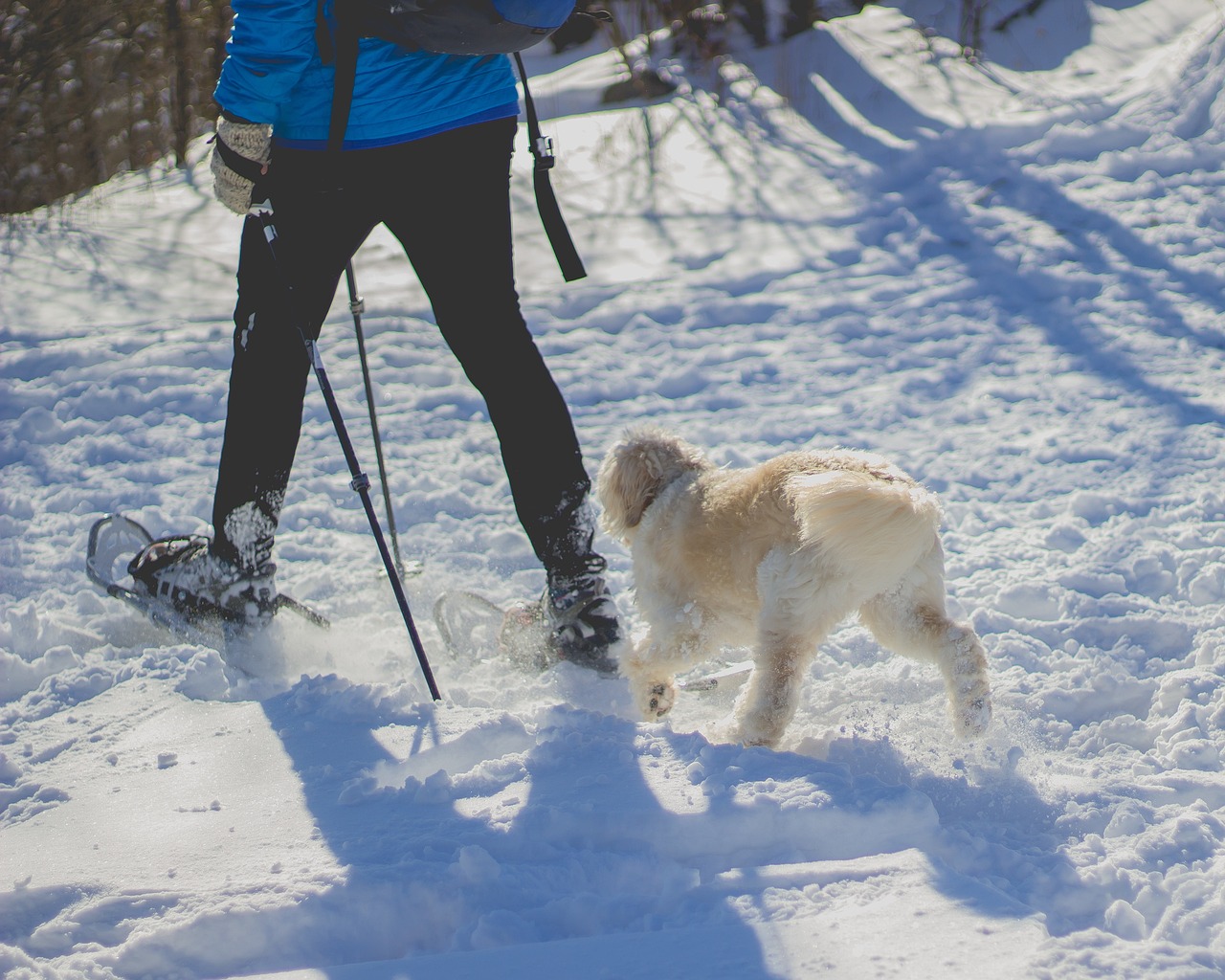 Snowshoeing with your dog