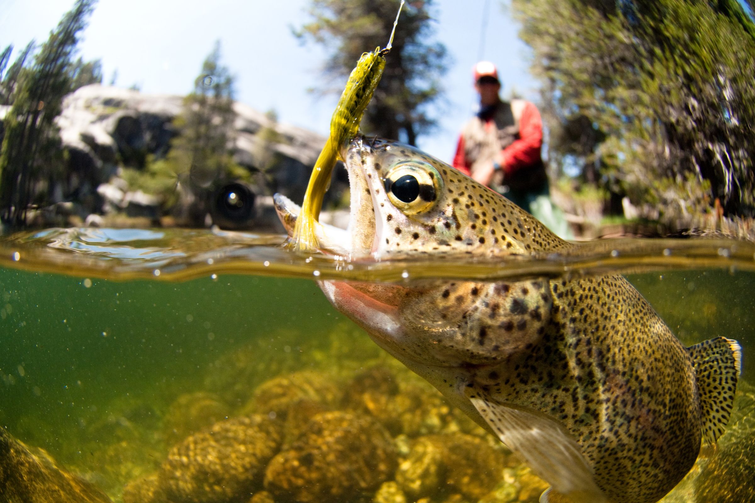 ExploreGear.com | Trout caught on fly fishing lure in clear water.