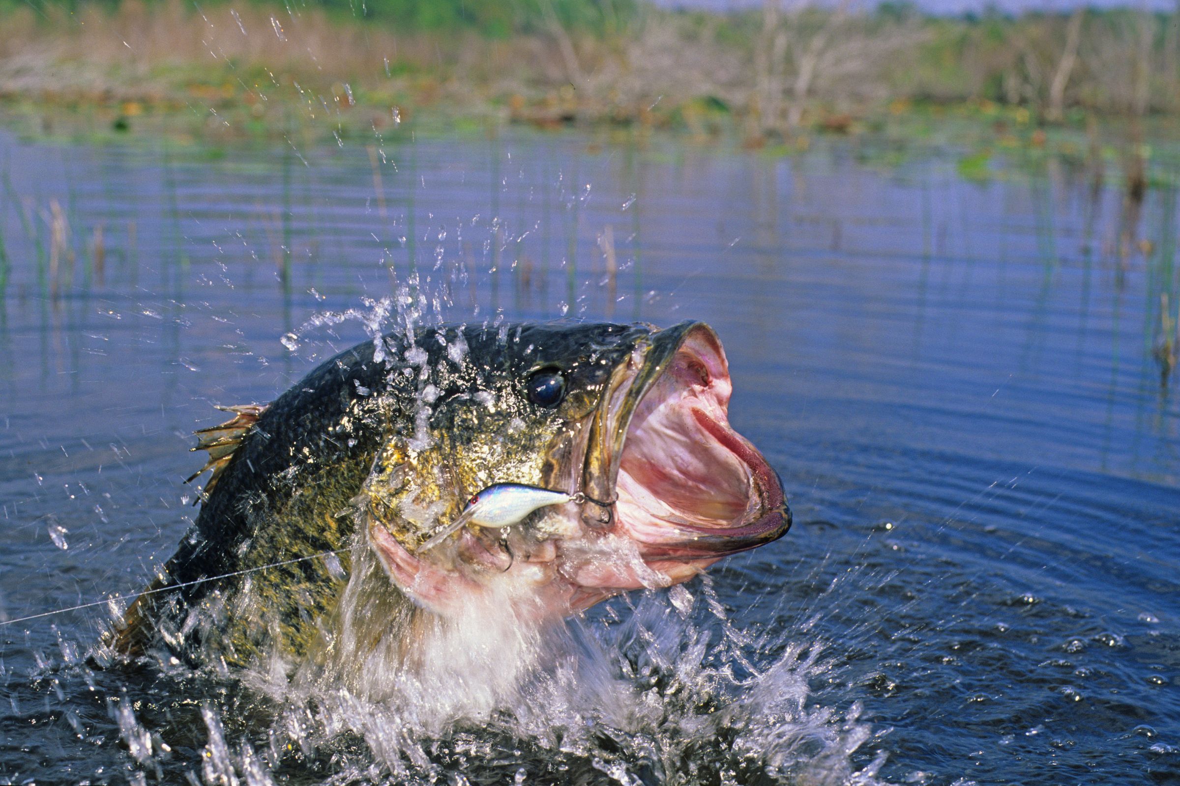 A vibrant action shot from ExploreGear.com showing a largemouth bass leaping from freshwater, splashing water as it fights against a lure in its mouth, set against a backdrop of reeds and calm water.