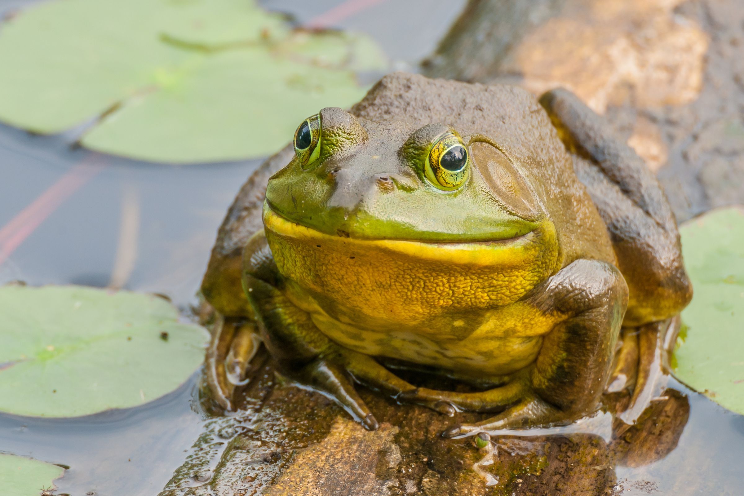 ExploreGear.com | Close-up of bullfrog on log surrounded by lily pads.