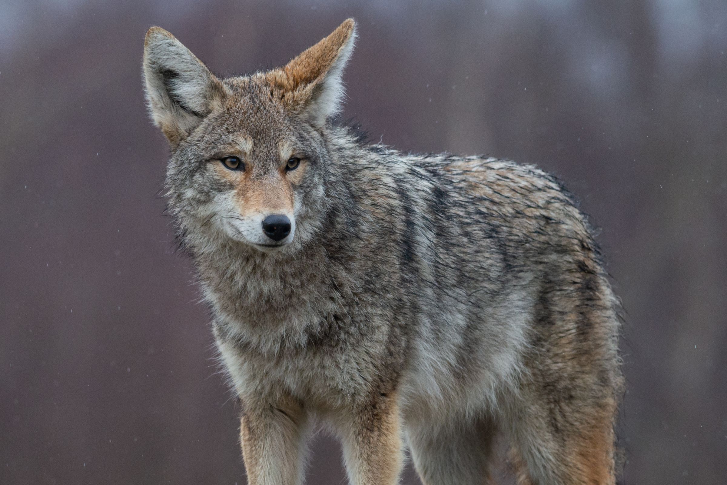 ExploreGear.com | Coyote in the wild, alert in misty forest setting.