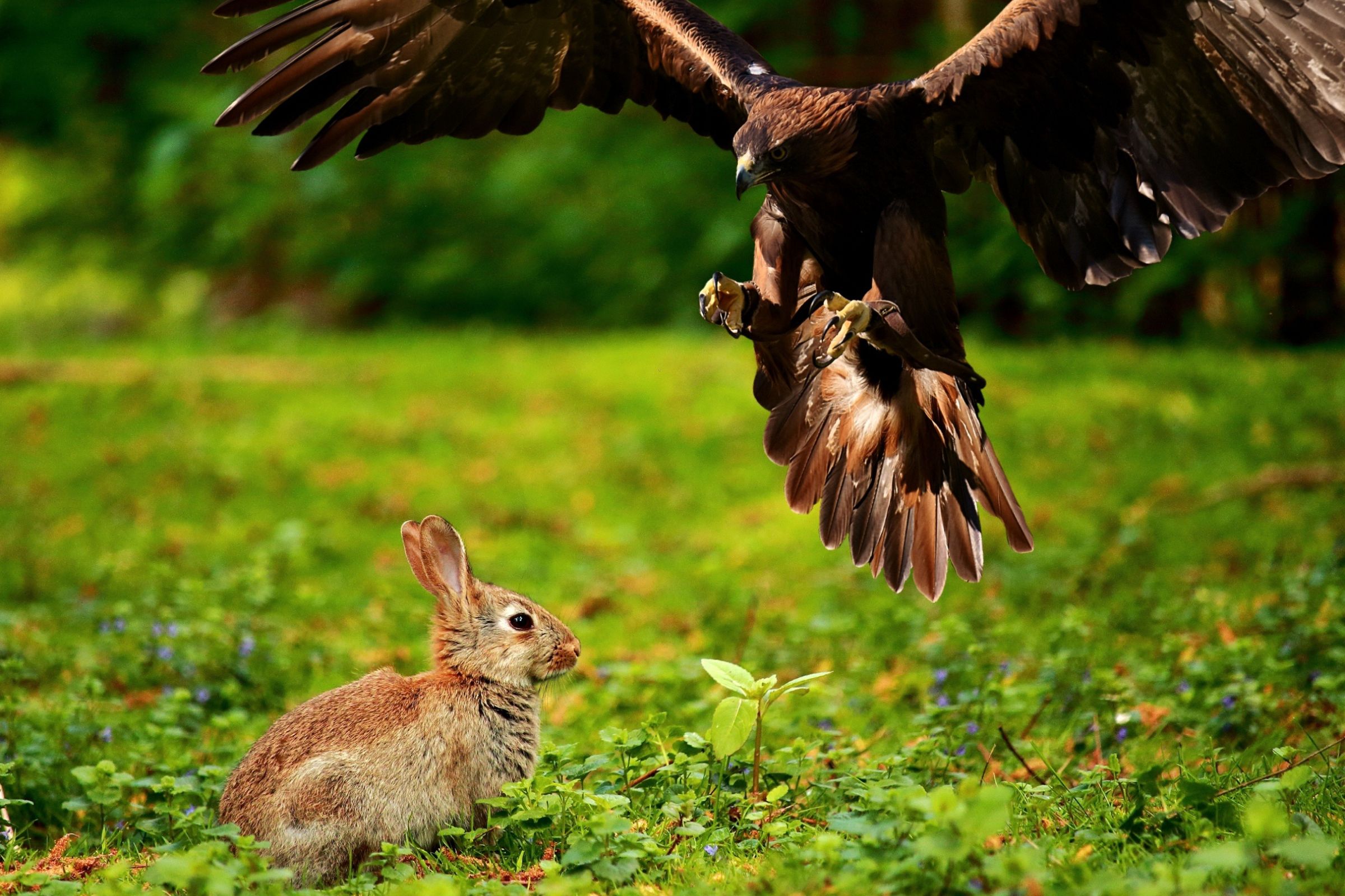 ExploreGear.com | Eagle swooping toward rabbit in lush green forest setting.