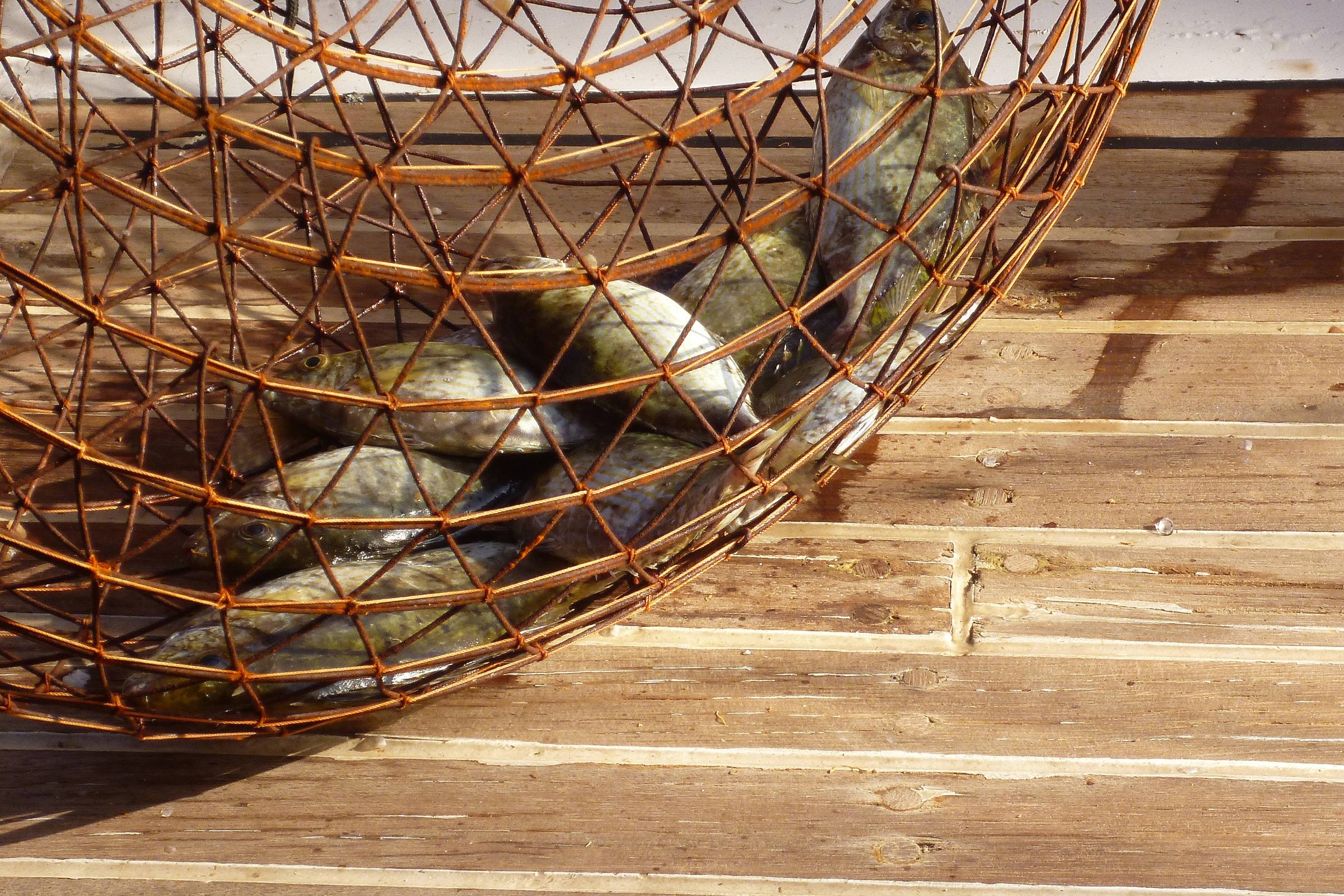 ExploreGear.com | Traditional fish trap with freshly caught fish on dock.