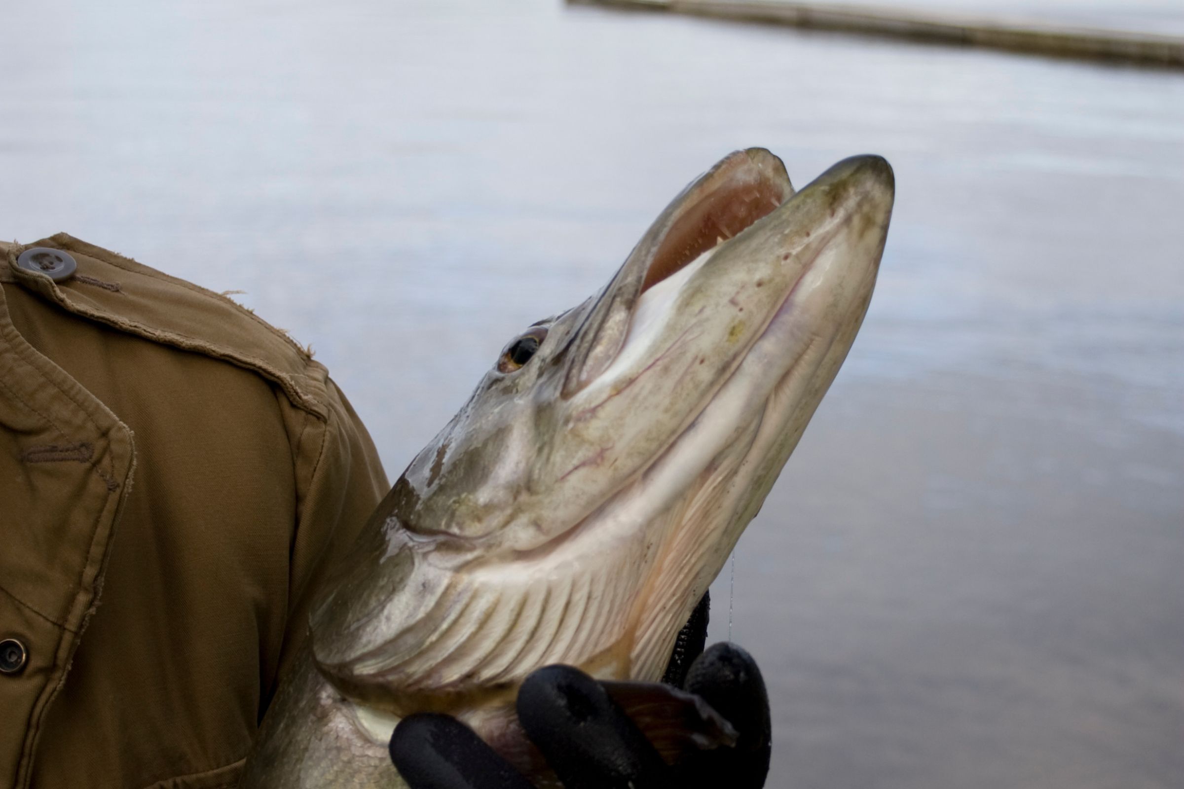 ExploreGear:A close-up of a muskie being held by an angler in a brown jacket and black gloves, showcasing the fish's sharp features and size against the calm water backdrop.