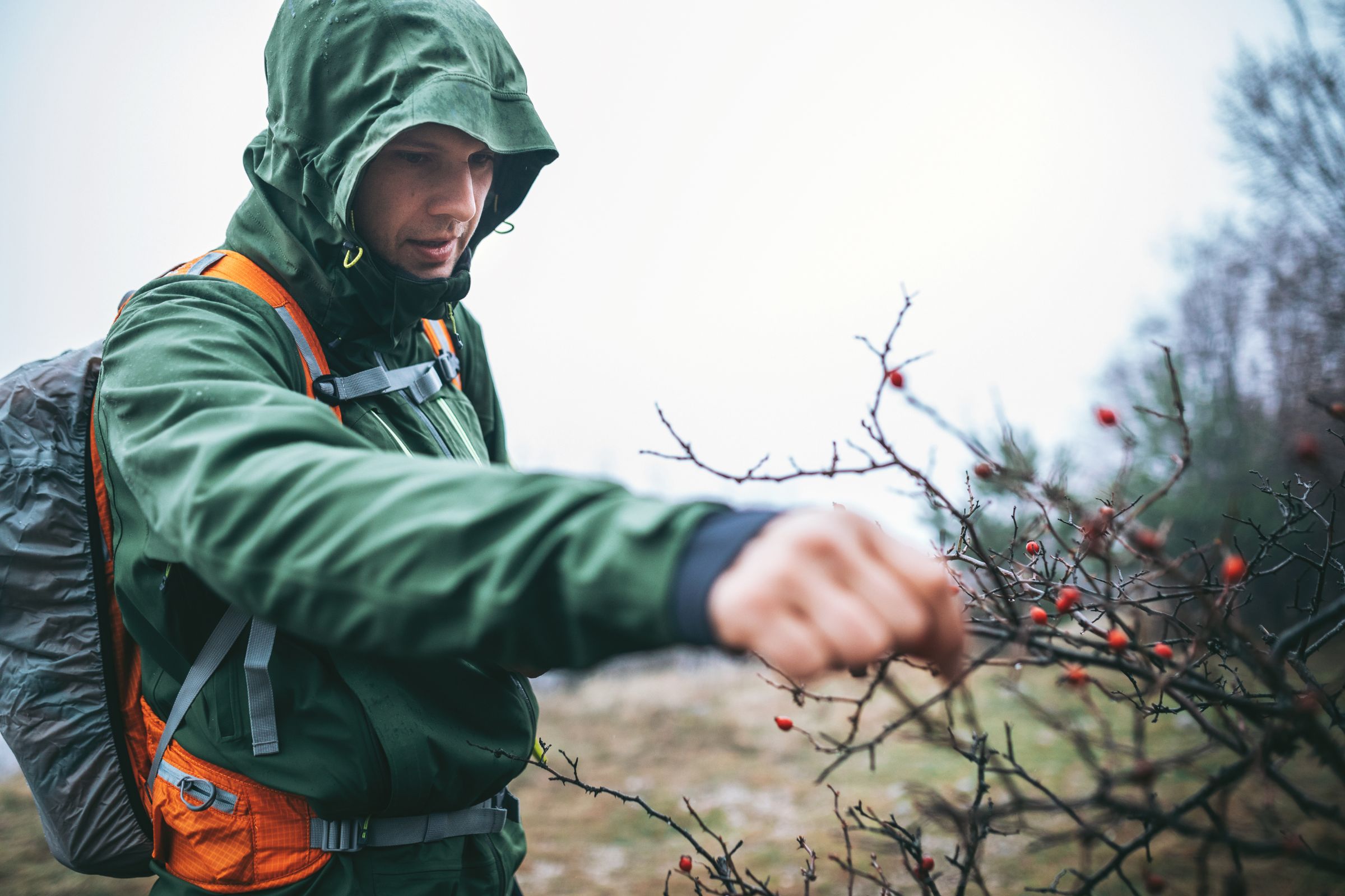 ExploreGear.com | Survivalist foraging wild berries in nature wearing rain gear.