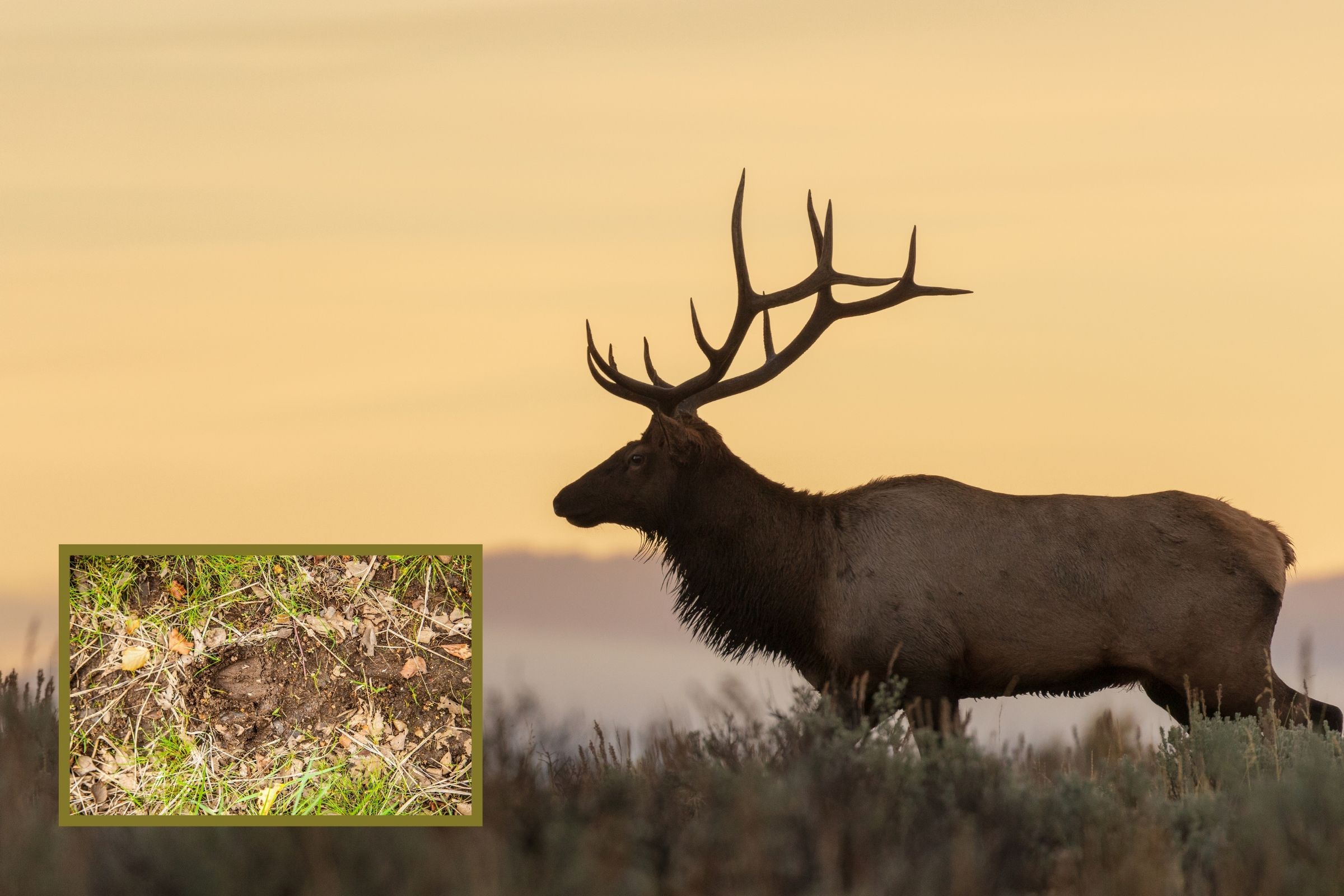 ExploreGear.com | Elk silhouette at sunset with inset of fresh tracks.