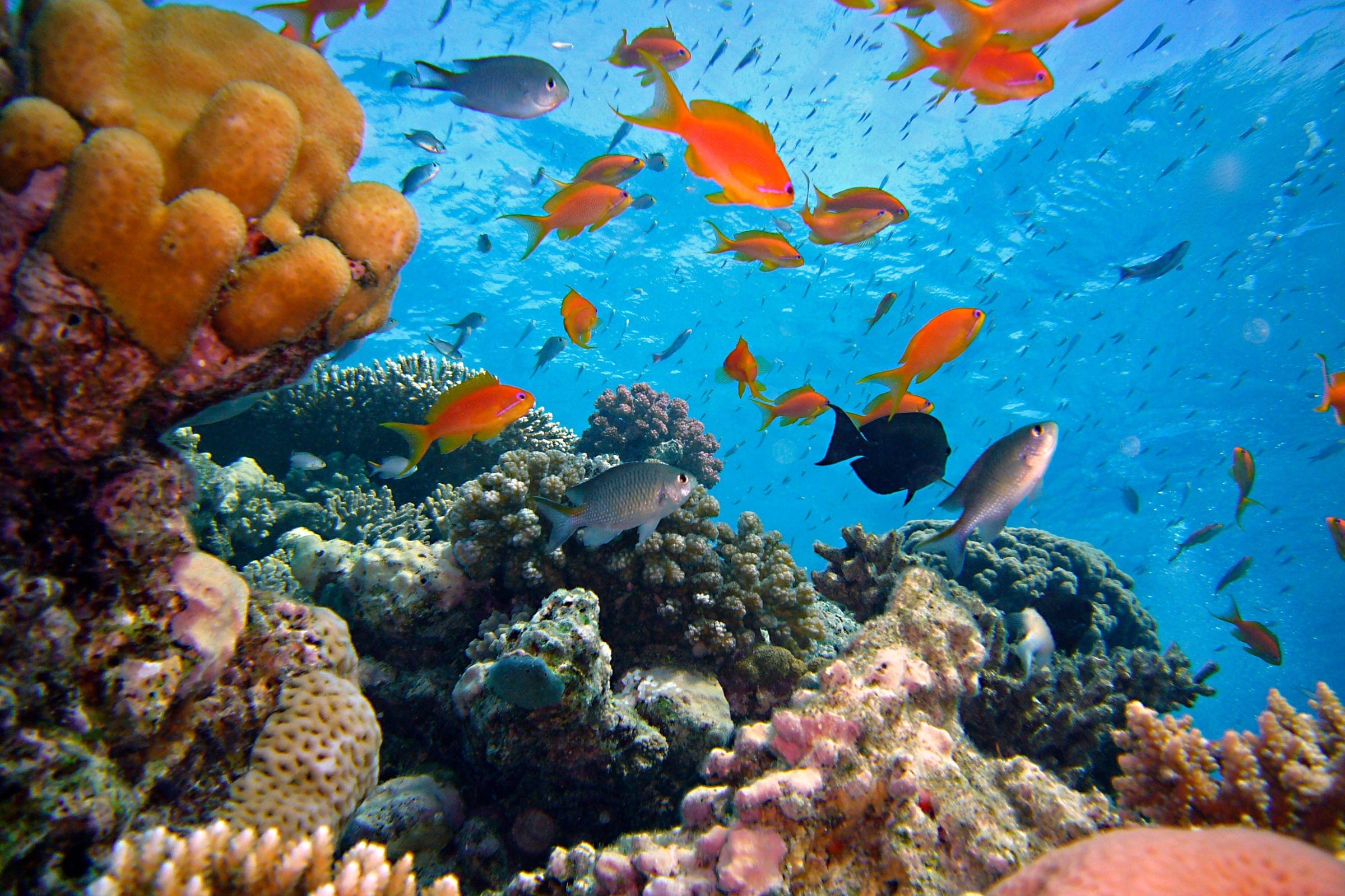 ExploreGear.com | Vibrant coral reef with colorful fish underwater tropical scene