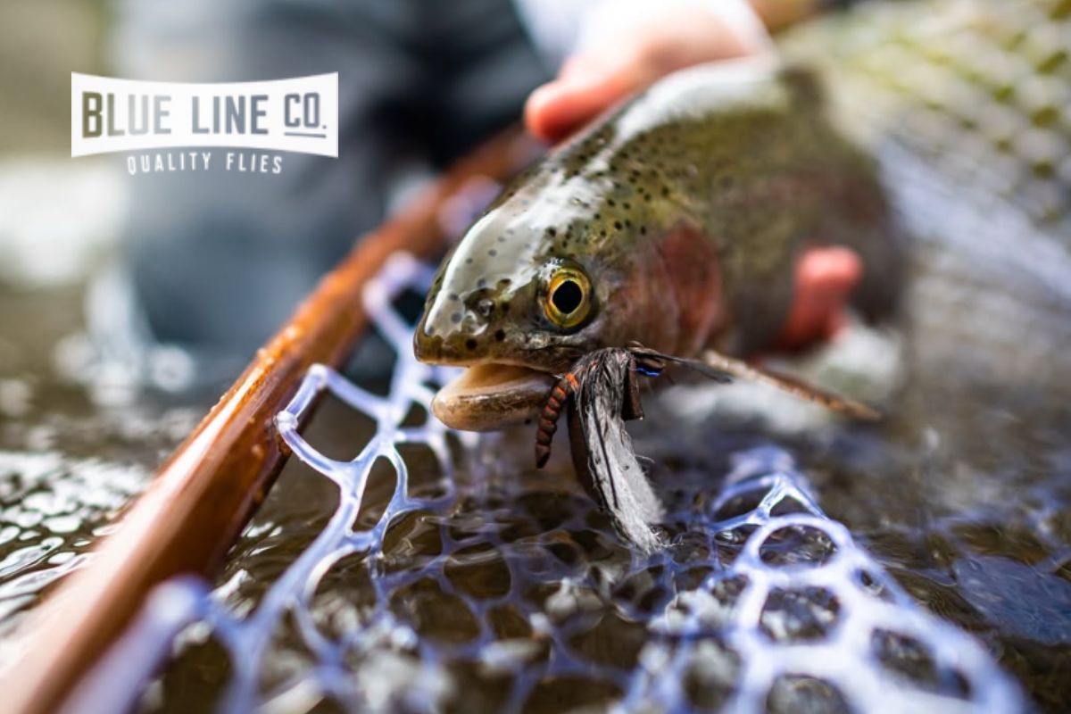 Exploring the Art of Fly Fishing with Blue Line Flies: Quality, Craftsmanship, and Adventure
