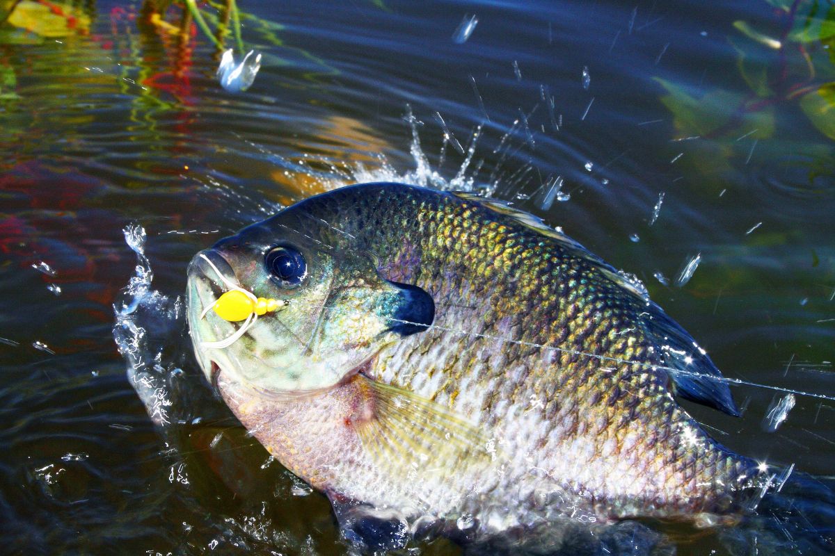 10 Top Trophy Bluegill Fishing Destinations