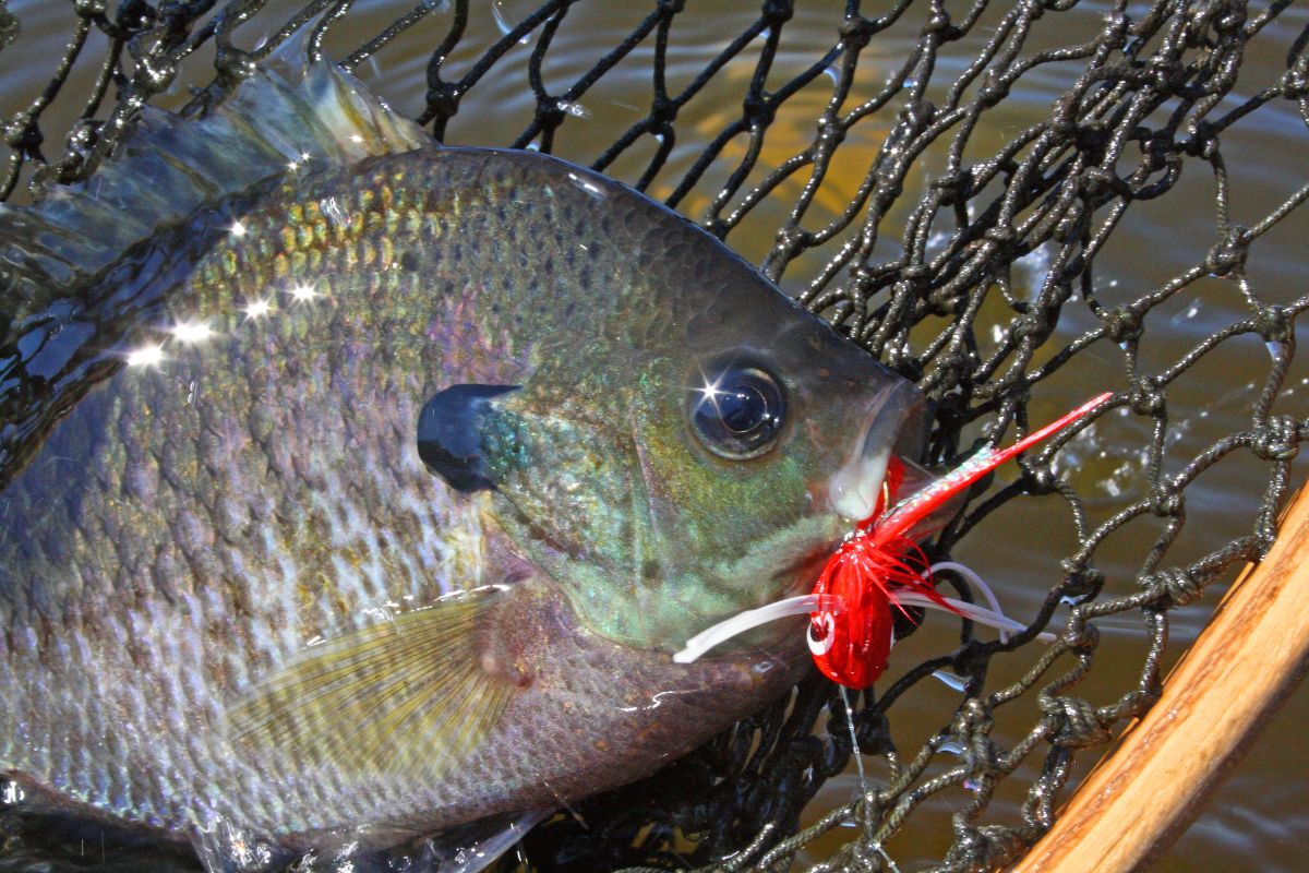 Bluegill Basics: An Easy Guide to Reeling in More Panfish