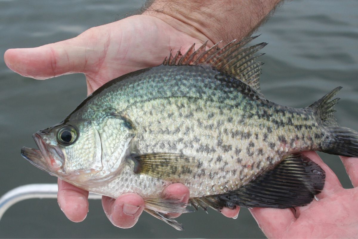 Crappie Fishing 101: Everything Beginners Need to Know to Start Catching Slabs