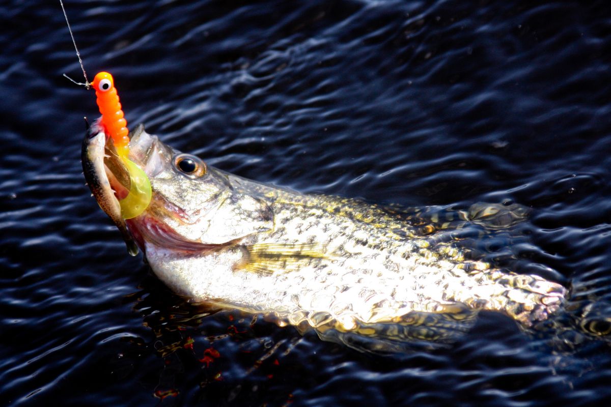 Crappie Fishing 101: Everything Beginners Need to Know to Start Catching Slabs