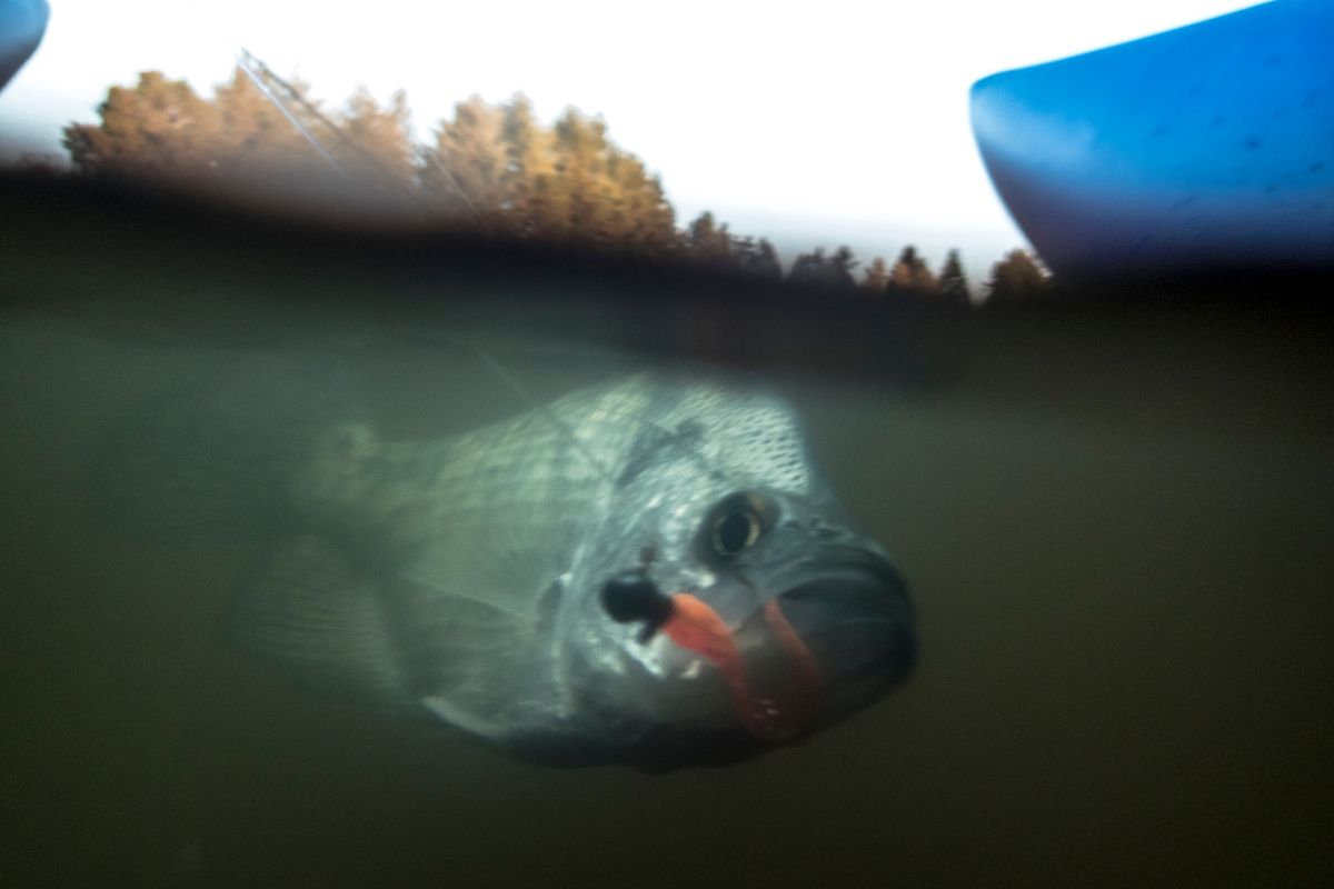 Top Baits and Lures for Crappie Fishing (and When to Use Them)