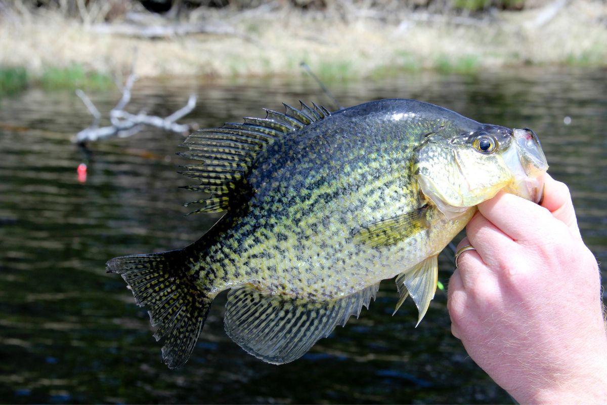Prime Time Crappie Fishing: When, Where, and Why It Matters