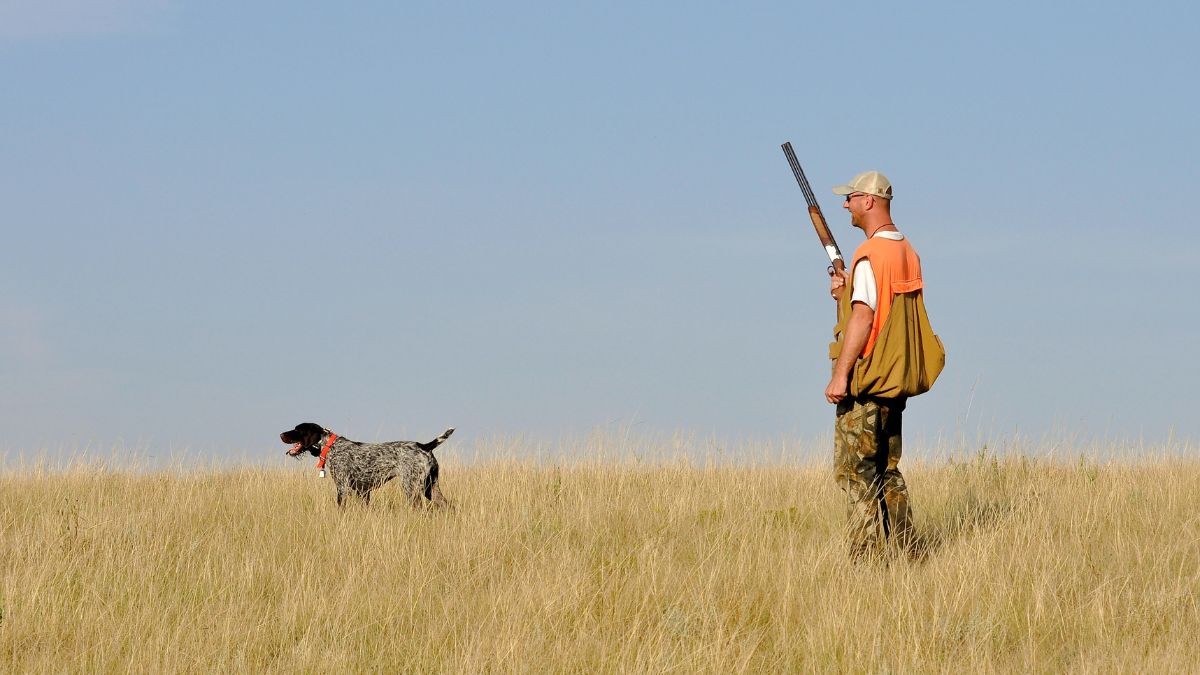 Upland Bird Hunting for Pheasant Quail and Grouse