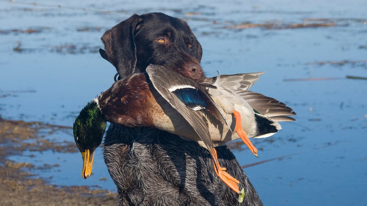 duck hunting, duck species, mallard ducks, wood ducks, teal ducks, pintail ducks, canvasback ducks, waterfowl hunting, duck identification, hunting for beginners