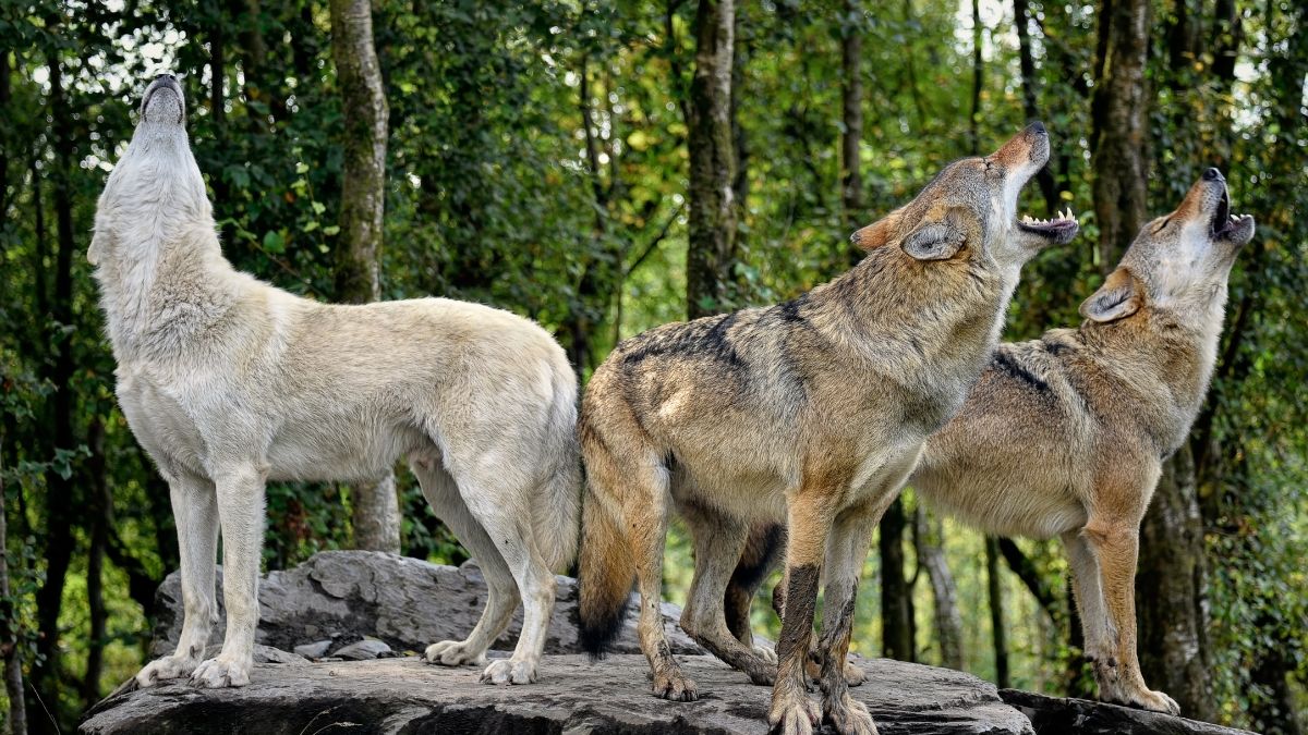 Wildlife Safety Tips for Bears Mountain Lions Snakes and Wolves