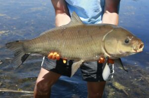 buffalo fish