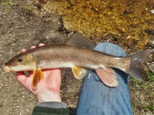 sucker fish